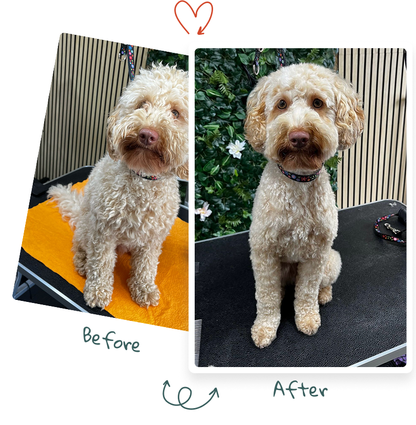 Before and after afbeelding van een hond