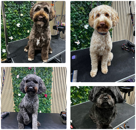 Hero sectie afbeelding met verschillende honden