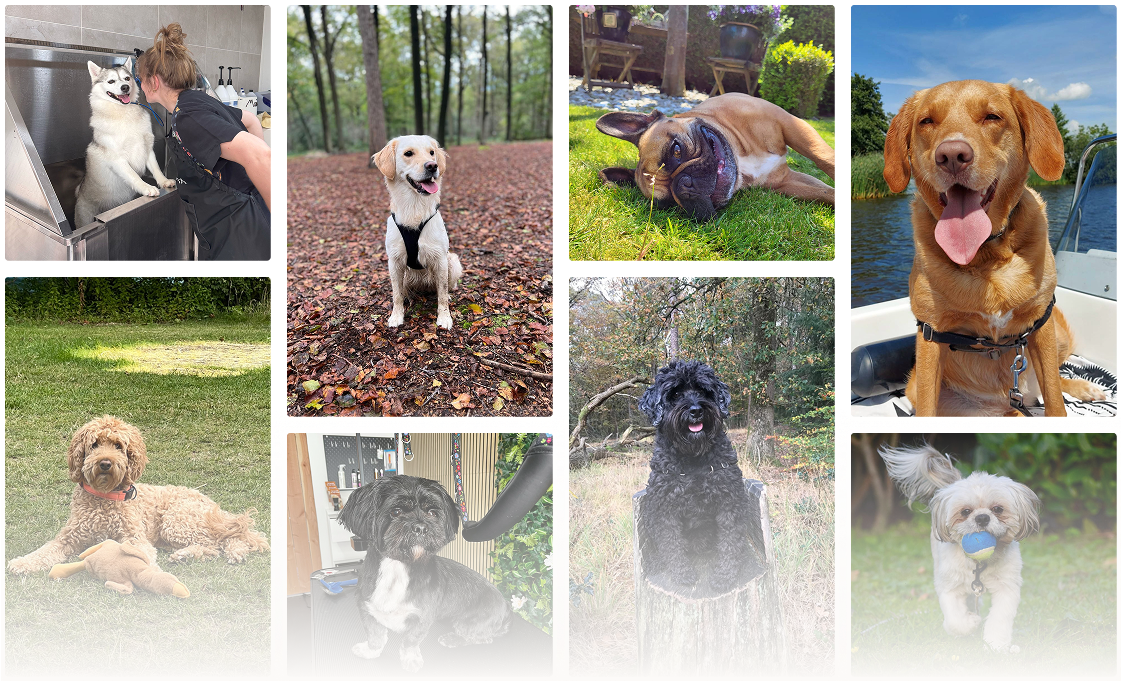 Collage stralende honden